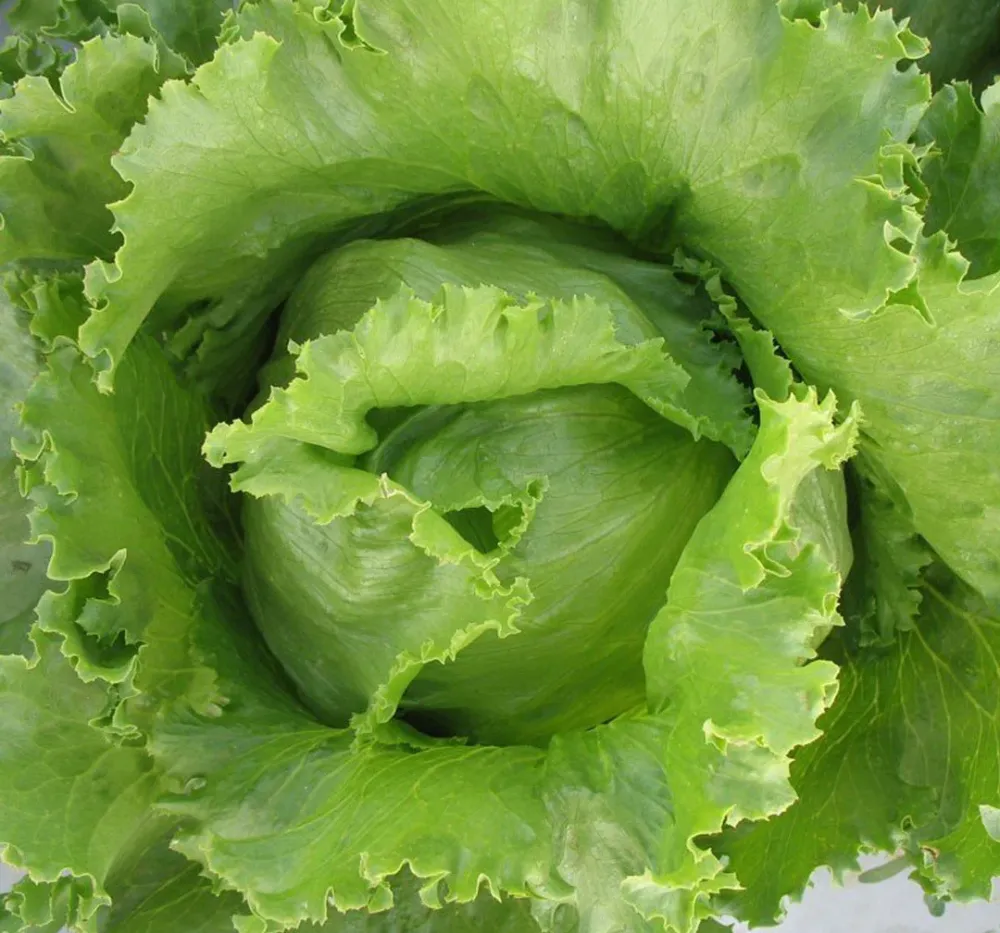 Lettuce Ice Berg Salista