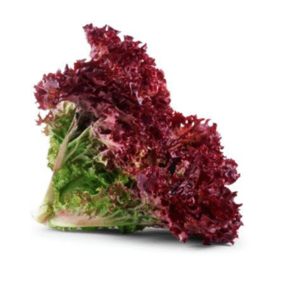 Lettuce Lollon Rossa