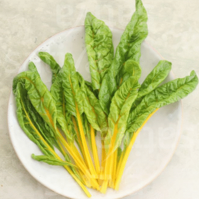 chard plants Swiss chard Bright Yellow