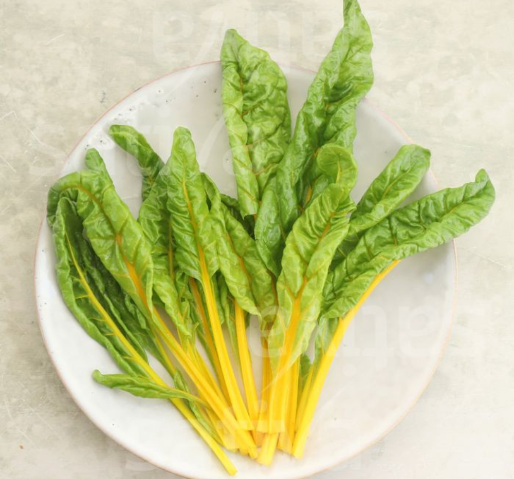 chard plants Swiss chard Bright Yellow