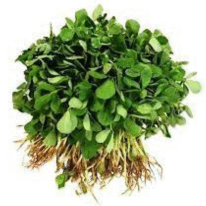 Fenugreek (Menthi Kura)