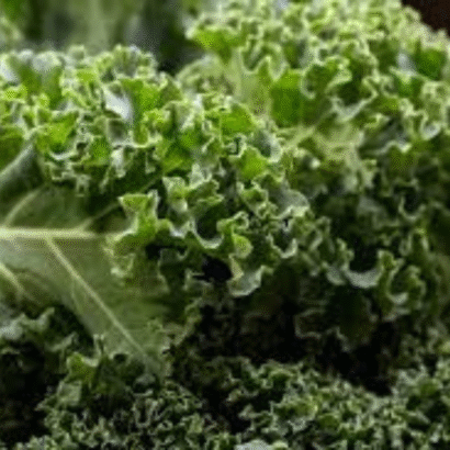 Kale Brassica Oleracea