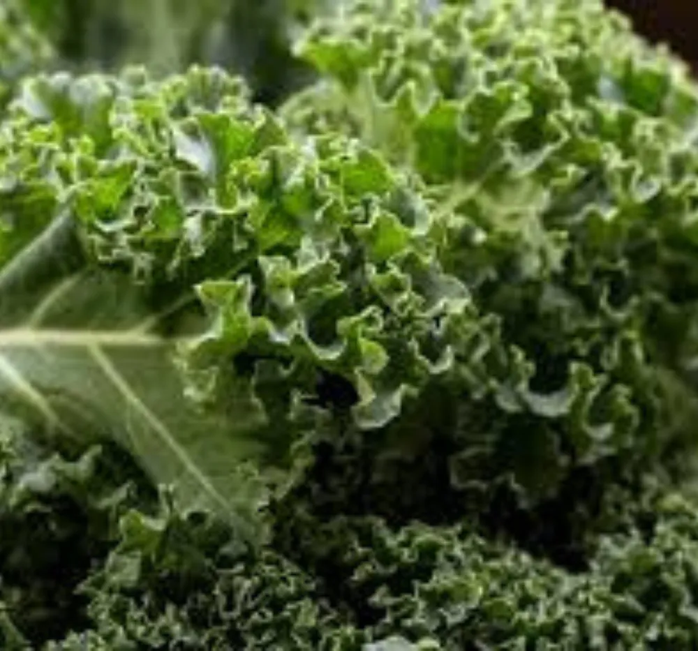 Lettuce Grand Rapids