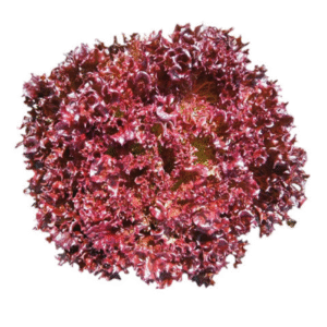 Lettuce Biscia Salad Bowl