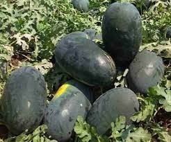 Water Melon Sanya