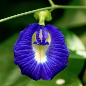 Blue Single Petal Aparajita Flower – Sankam Puvvu Bloom in Full Sunlight | Clitoria ternatea Blue Flower
