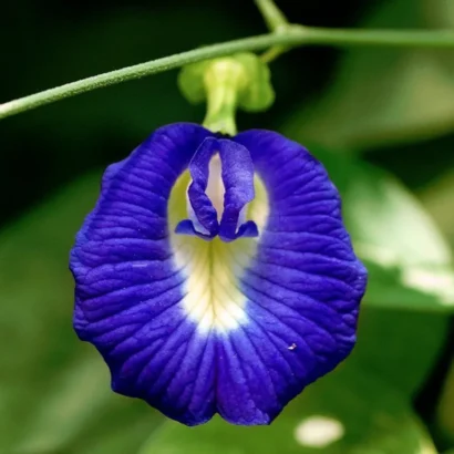 Blue Single Petal Aparajita Flower – Sankam Puvvu Bloom in Full Sunlight | Clitoria ternatea Blue Flower