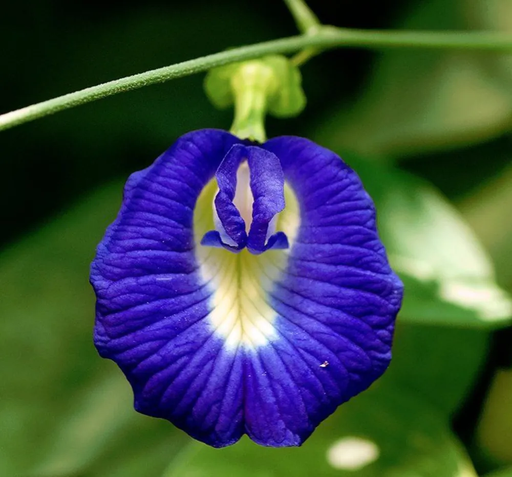 How to Grow Blue Single Petal Aparajita Flower (Sankam Puvvu) from Seeds – Complete Guide for Gardeners