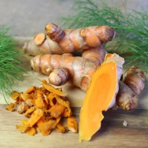 Close-Up of Fresh Turmeric Bulbs – Bright Yellow Pasupu Kommulu Ready for Planting