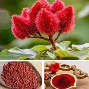 Sindoor Plant Seeds – Kumkum Tree (Bixa Orellana) High Yield Organic Seeds | Bhooloka Swargam