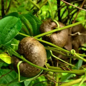 Fresh Air Potato Bulbils (Dioscorea bulbifera) – Organic Medicinal Plant Harvest