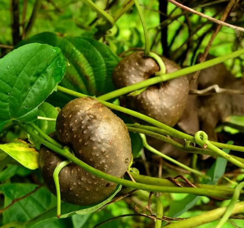 Fresh Air Potato Bulbils (Dioscorea bulbifera) – Organic Medicinal Plant Harvest