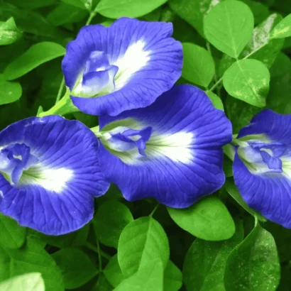 Blue Aparajita Plant Growing from Seeds – Sankam Puvvu Clitoria ternatea Vine