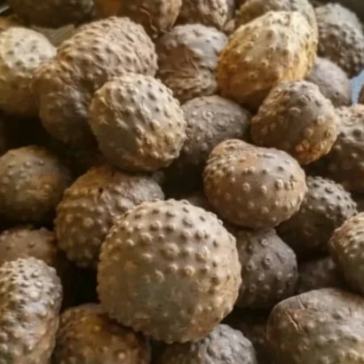 Air Potato Vine Growing – Dioscorea bulbifera Medicinal Climber | Bhooloka Swargam