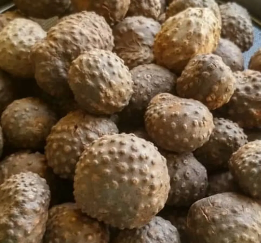 Air Potato Vine Growing – Dioscorea bulbifera Medicinal Climber | Bhooloka Swargam