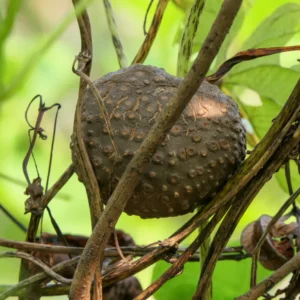 Air Potato (Dioscorea bulbifera) Bulbs – Rare Medicinal Climbing Plant | Bhooloka Swargam