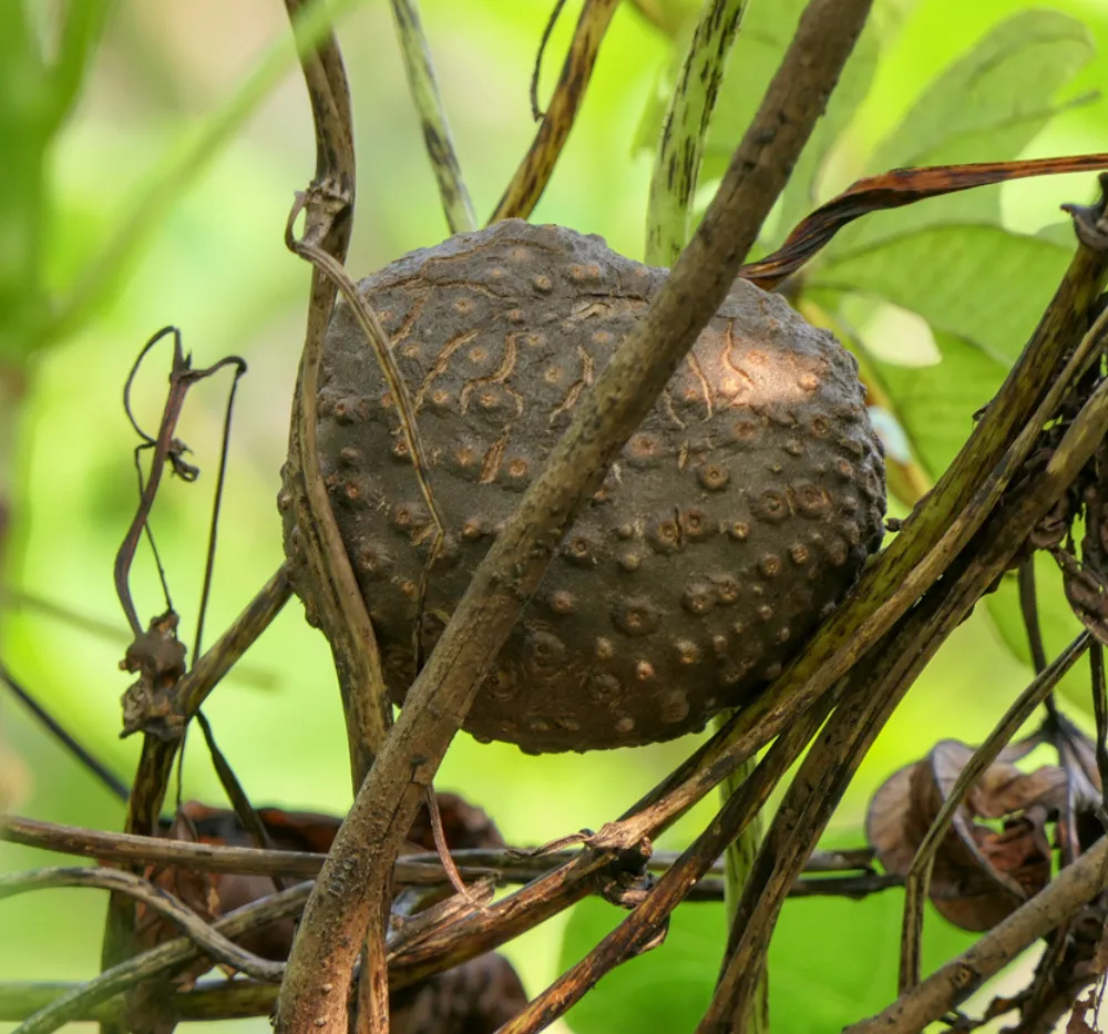 Air Potato (Dioscorea bulbifera) Rare Medicinal Plant Bulbs Air Potato (Dioscorea bulbifera) Bulbs – Rare Medicinal Climbing Plant | Bhooloka Swargam