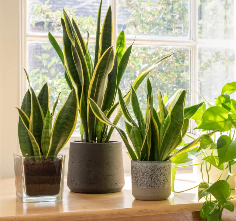 Snake Plant – Benefits, Types, and Easy Growing Tips | Bhooloka Swargam