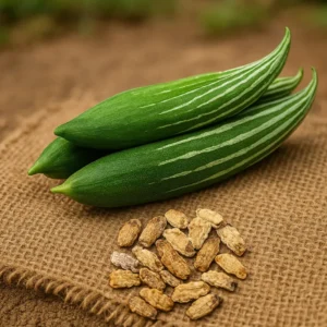 Linga Potlakaya Plant – Organic Snake Gourd White Stripe Variety | Bhooloka Swargam Seeds