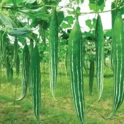 Fresh Harvest of Snake Gourd White Stripes – Linga Potlakaya Organic Vegetable