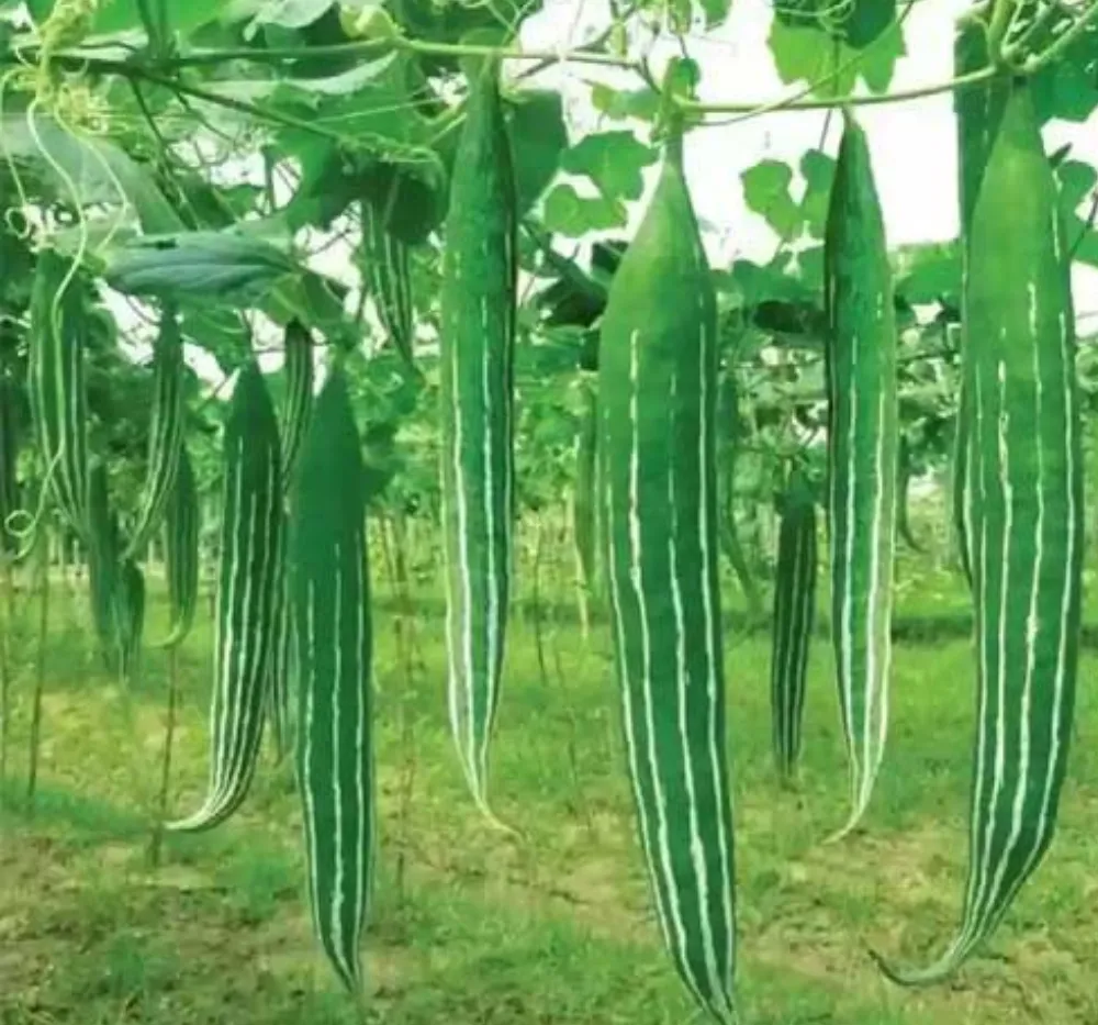 Fresh Harvest of Snake Gourd White Stripes – Linga Potlakaya Organic Vegetable
