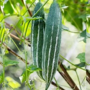 Snake Gourd White Stripes (Linga Potlakaya) Seeds – High Yield Organic Vegetable Seeds | Bhooloka Swargam
