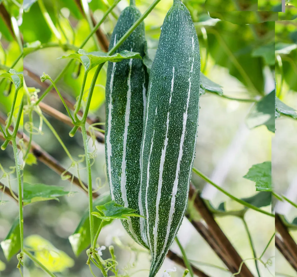 Snake Gourd White Stripes (Linga Potlakaya) High Yield Organic Seeds Snake Gourd White Stripes (Linga Potlakaya) Seeds – High Yield Organic Vegetable Seeds | Bhooloka Swargam