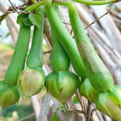 Clove Beans Plant in Terrace Garden – Organic Nithya Payaru Seeds India