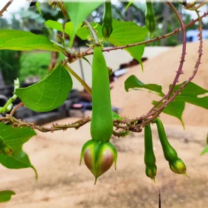 Clove Beans Seeds – Mookakaya Nithya Payaru High Yield Vegetable Seeds | Bhooloka Swargam