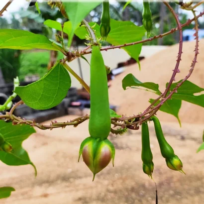 Clove Beans Seeds – Mookakaya Nithya Payaru High Yield Vegetable Seeds | Bhooloka Swargam