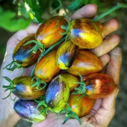 Tomato Atomic Grape Seeds – Colorful Heirloom Cherry Tomatoes | Bhooloka Swargam