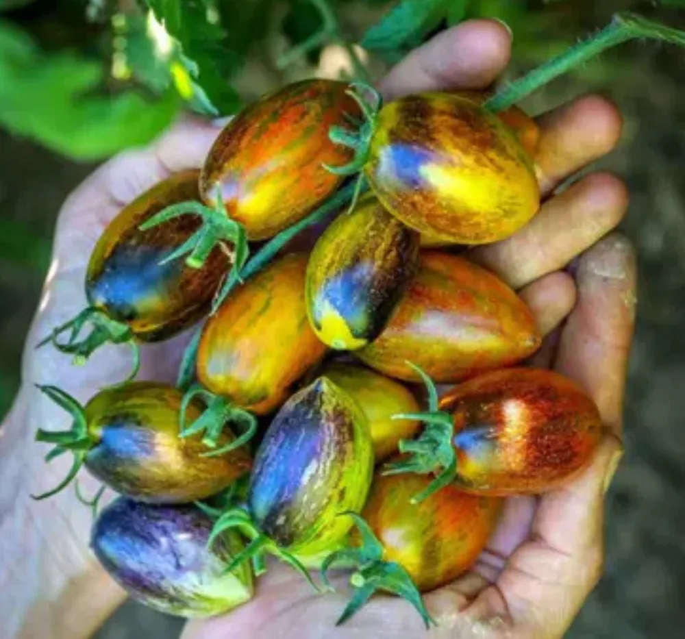 Heirloom Tomato Atomic Grape Seeds – Vibrant Multicolor Cherry Tomatoes Tomato Atomic Grape Seeds – Colorful Heirloom Cherry Tomatoes | Bhooloka Swargam