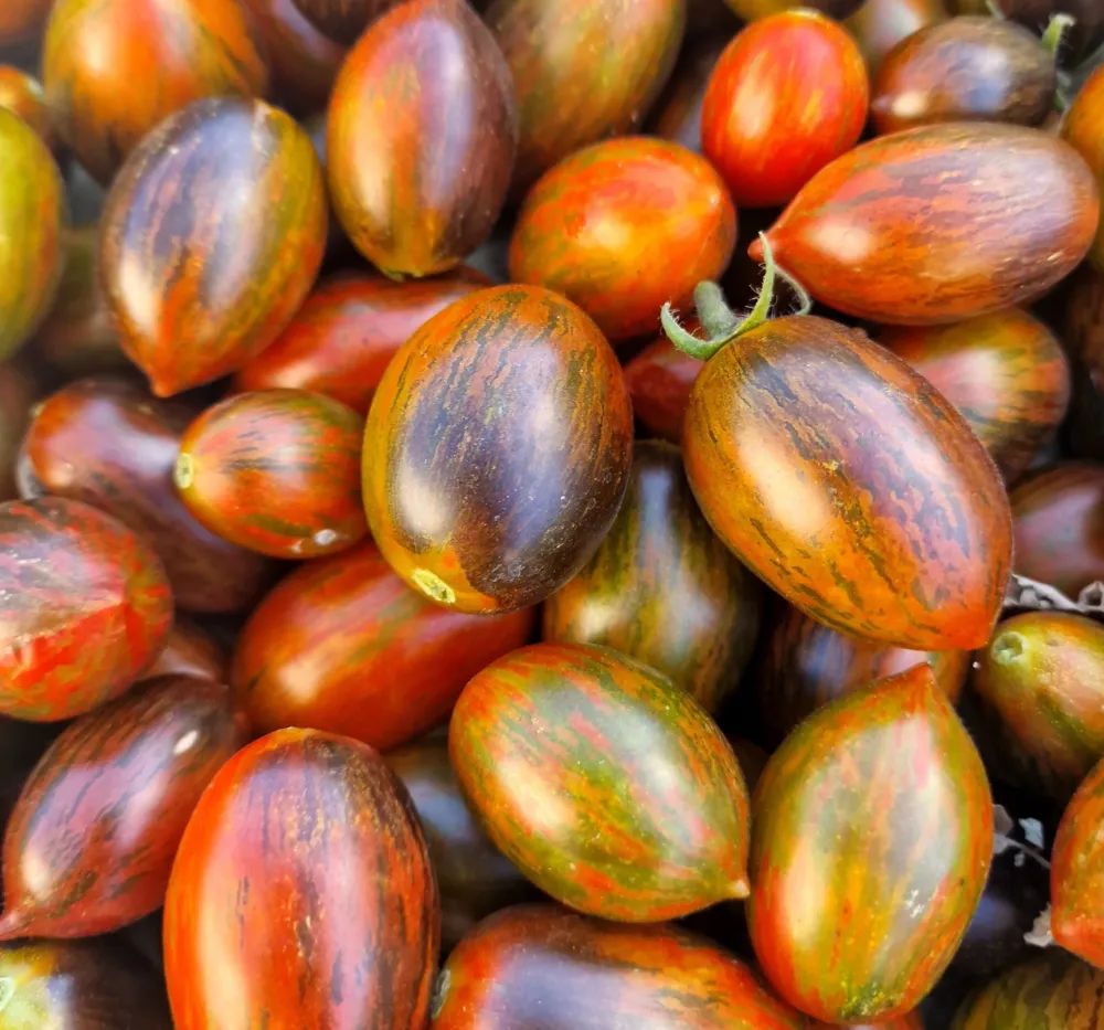 Fresh Harvest of Atomic Grape Tomatoes – Organic Home Garden