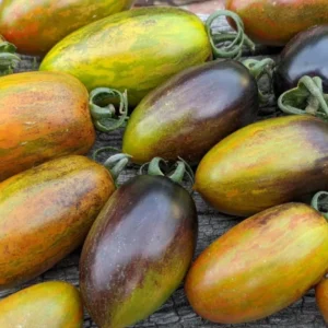 Atomic Grape Tomato Plant – High Yield Heirloom Variety | Bhooloka Swargam Seeds