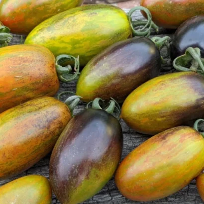 Atomic Grape Tomato Plant – High Yield Heirloom Variety | Bhooloka Swargam Seeds