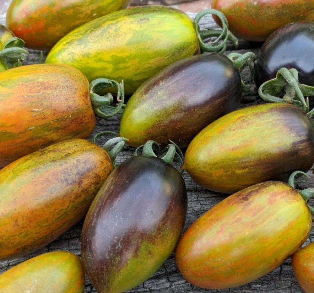 Atomic Grape Tomato Plant – High Yield Heirloom Variety | Bhooloka Swargam Seeds