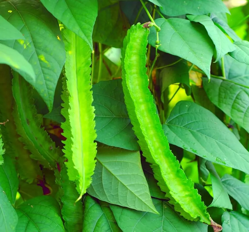 Hand holding freshly harvested Winged Bean (Goa Bean) pods from terrace garden