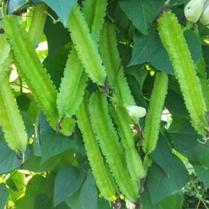 Winged Bean (Goa Bean) healthy green plant growing in home terrace garden