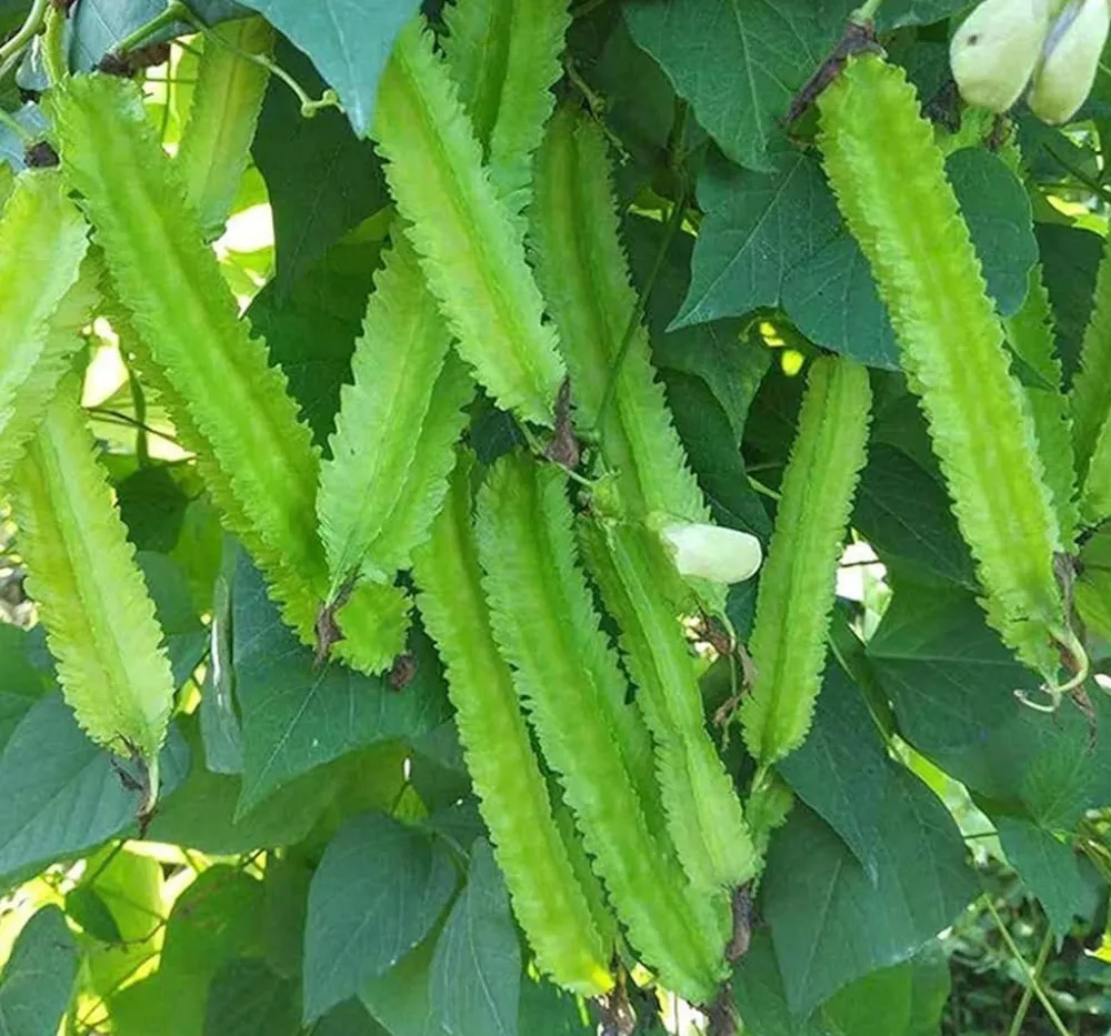 Winged Bean Plant (Goa Bean) – Healthy Growth in Terrace Garden | Bhooloka Swargam Winged Bean (Goa Bean) healthy green plant growing in home terrace garden