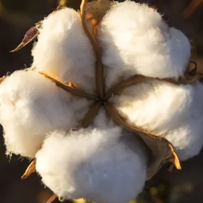 Harvested cotton bolls ready for collection from organic cotton plant