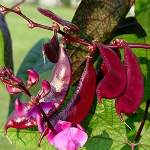 Close-up of fresh Red Broad Beans (Erra Chikkudu) pods ready for harvest