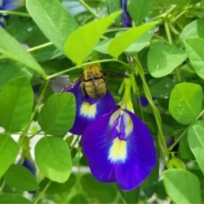 Blue Single Petal Aparajita Seeds Packet – Sankam Puvvu Clitoria ternatea Seeds for Home Garden