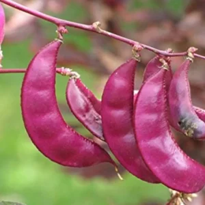 Red Broad Beans (Erra Chikkudu) healthy green plant growing in terrace garden