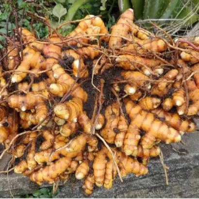Turmeric Bulbs Packet – High Germination Bulbs for Home and Farm Cultivation