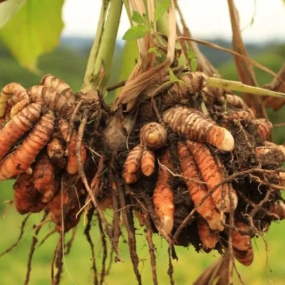 Freshly Harvested Turmeric Bulbs – Organic Pasupu Kommulu for Cooking and Medicinal Use