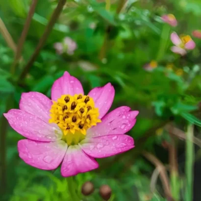 Close-up of Cosmos Caudatus pink star-shaped flower with yellow center against a green background.