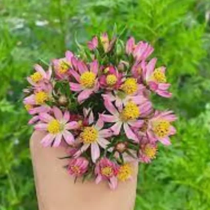Bright pink Cosmos Caudatus (Ulam Raja) flowers blooming in a home garden with tall green stems.