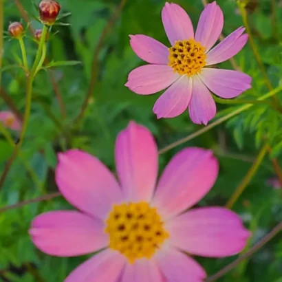 Cosmos Caudatus plant with multiple pink flowers blooming together in a terrace garden setting.