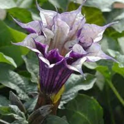 Close-up of Nalla Umetta Puvvu flower showing deep purple-black petals and fresh green foliage.