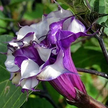 Nalla Umetta Puvvu plant with dark purple-black flowers blooming in a home garden